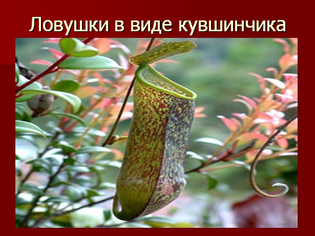 Presentación de Plantas Predadoras