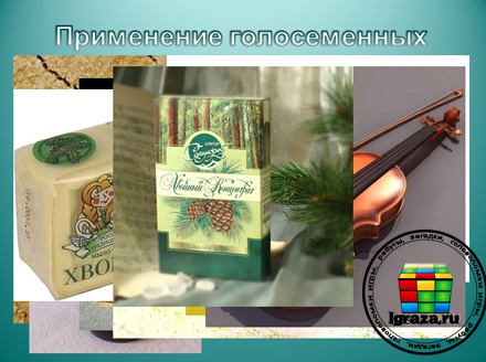presentación de plantas de gimnosperm