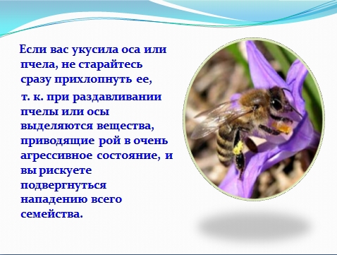 Insecto picaduras